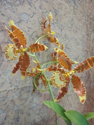 коричневая орхидея