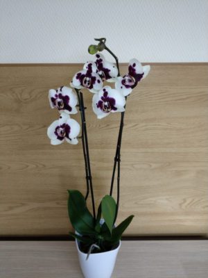орхидея саманта