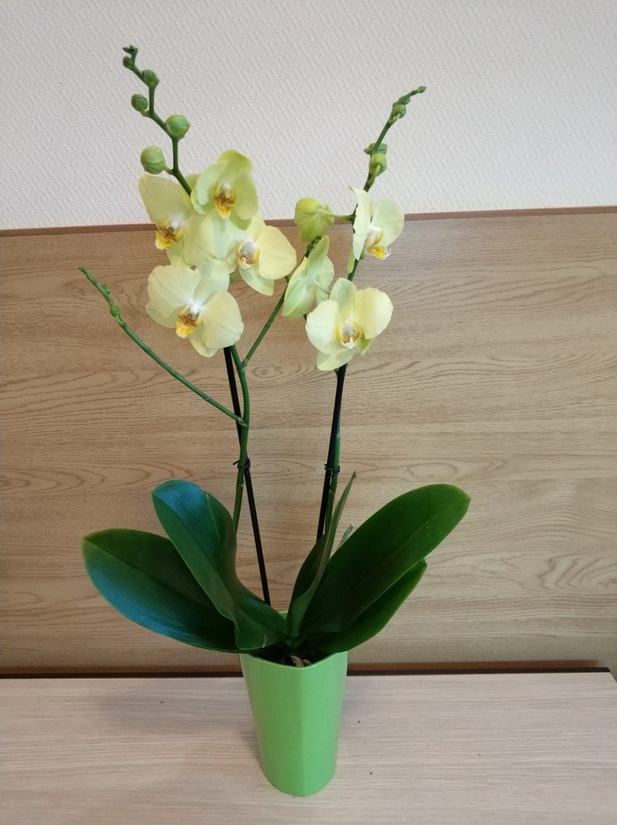 Купить орхидею на авито недорого