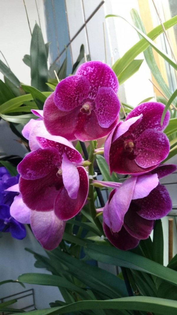 орхидея ванда вишнёвая метель