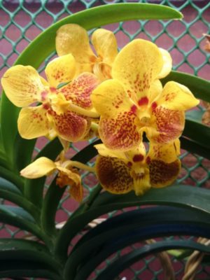 желтая орхидея Ванда Солнечный зайчик