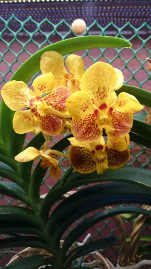 желтая орхидея Ванда Солнечный зайчик