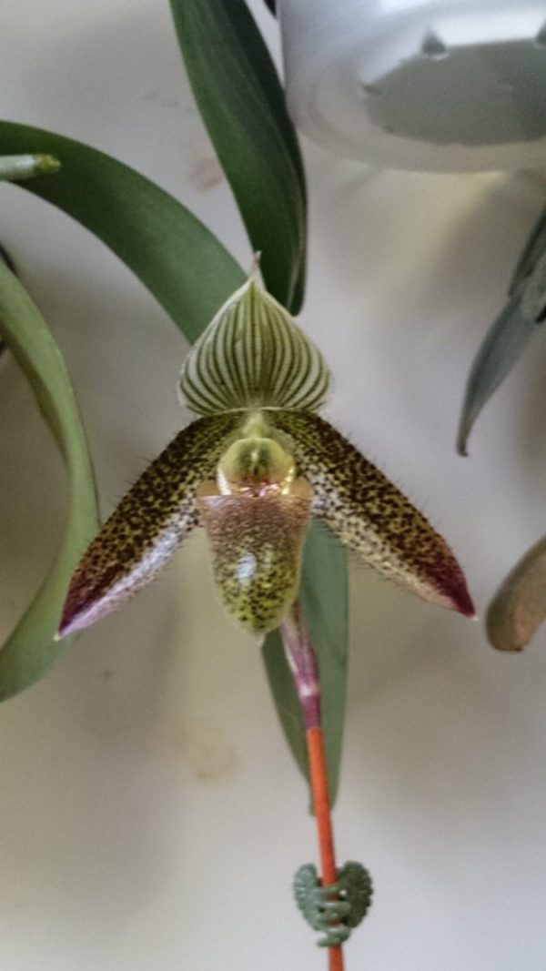 орхидея пафиопедилум