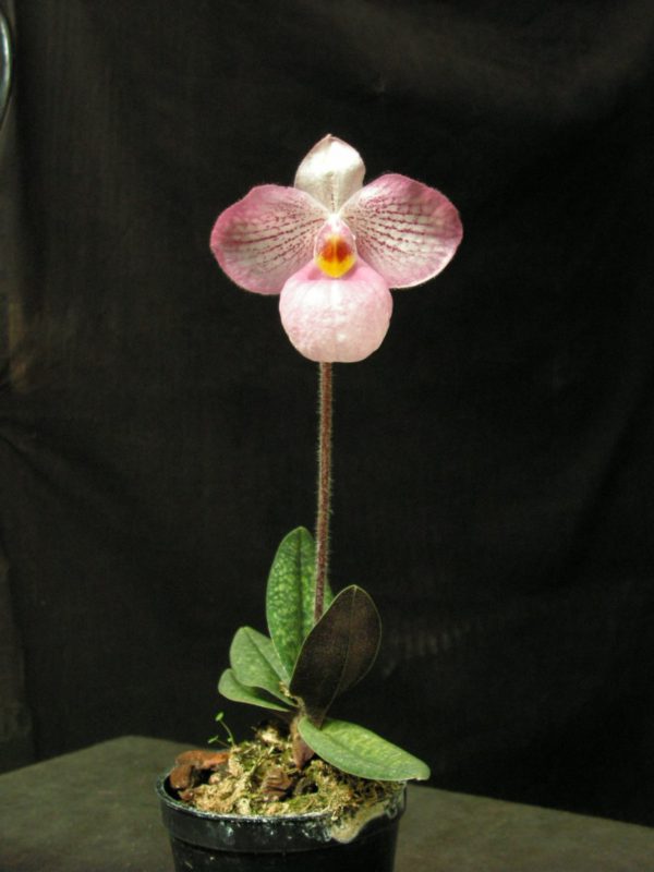 Пафиопедилум розовая орхидея