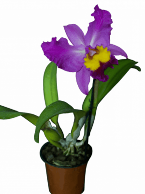 орхидея царской село