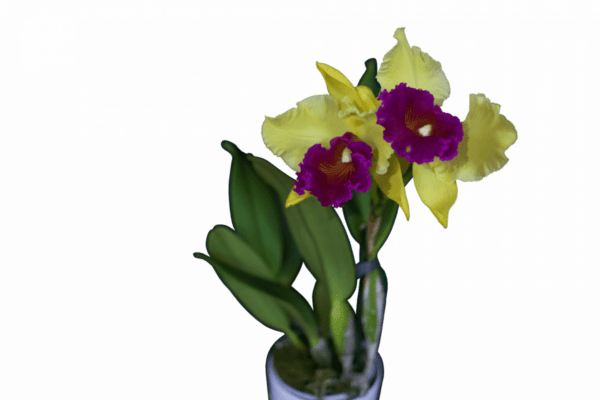орхидея королева лета