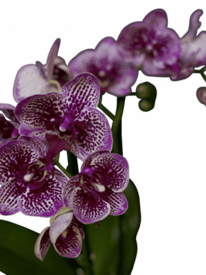 орхидея медный всадник